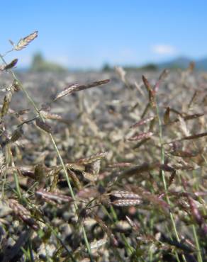 Fotografia 9 da espécie Eragrostis minor no Jardim Botânico UTAD