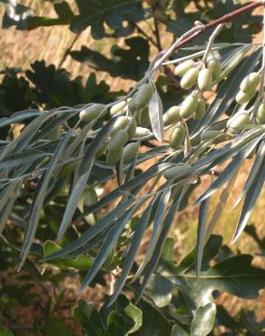 Fotografia 5 da espécie Elaeagnus angustifolia no Jardim Botânico UTAD