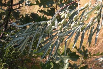 Fotografia da espécie Elaeagnus angustifolia