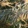 Fotografia 5 da espécie Elaeagnus angustifolia do Jardim Botânico UTAD
