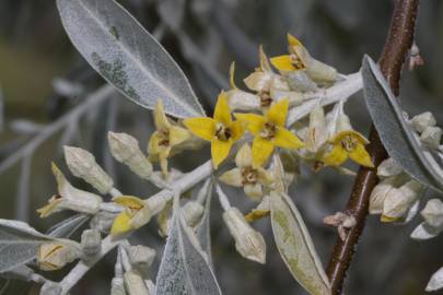 Fotografia da espécie Elaeagnus angustifolia