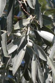 Fotografia da espécie Elaeagnus angustifolia