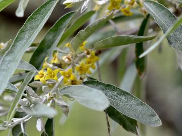 Fotografia da espécie Elaeagnus angustifolia