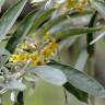 Fotografia 10 da espécie Elaeagnus angustifolia do Jardim Botânico UTAD