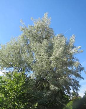 Fotografia 11 da espécie Elaeagnus angustifolia no Jardim Botânico UTAD