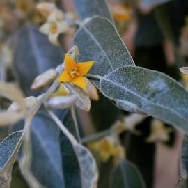 Fotografia da espécie Elaeagnus angustifolia