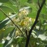 Fotografia 13 da espécie Elaeagnus angustifolia do Jardim Botânico UTAD