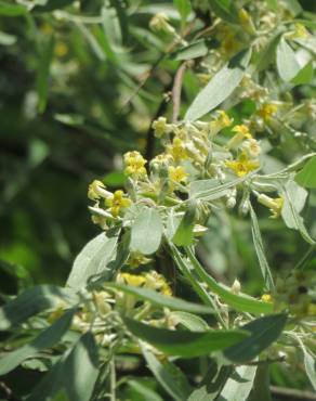 Fotografia 14 da espécie Elaeagnus angustifolia no Jardim Botânico UTAD