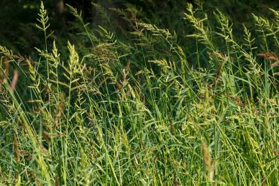 Fotografia da espécie Echinochloa crus-galli