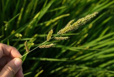 Fotografia da espécie Echinochloa crus-galli