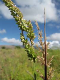 Fotografia da espécie Echinochloa crus-galli