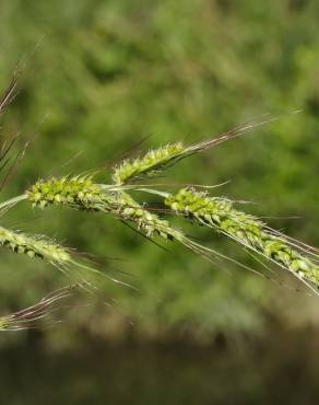 Fotografia 7 da espécie Echinochloa crus-galli no Jardim Botânico UTAD