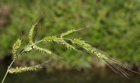 Fotografia da espécie Echinochloa crus-galli