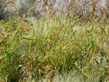 Fotografia da espécie Echinochloa crus-galli