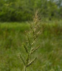 Fotografia da espécie Echinochloa crus-galli