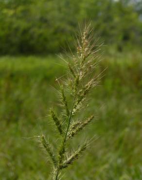 Fotografia 11 da espécie Echinochloa crus-galli no Jardim Botânico UTAD