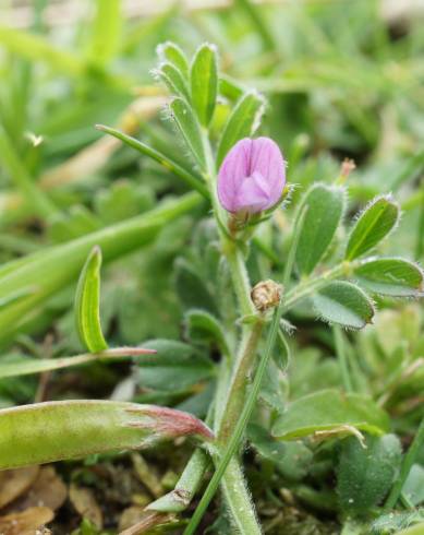 Fotografia de capa Vicia lathyroides - do Jardim Botânico