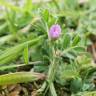 Fotografia 1 da espécie Vicia lathyroides do Jardim Botânico UTAD