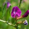 Fotografia 3 da espécie Vicia lathyroides do Jardim Botânico UTAD