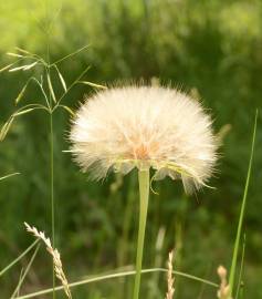 Fotografia da espécie Tragopogon dubius