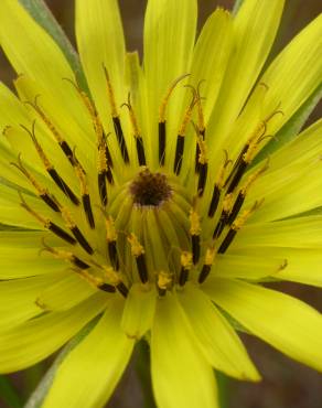 Fotografia 3 da espécie Tragopogon dubius no Jardim Botânico UTAD