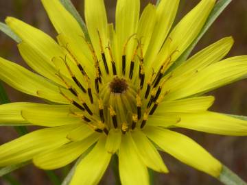 Fotografia da espécie Tragopogon dubius