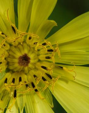 Fotografia 4 da espécie Tragopogon dubius no Jardim Botânico UTAD