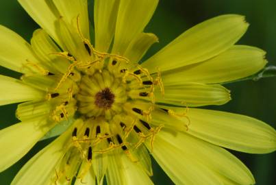 Fotografia da espécie Tragopogon dubius