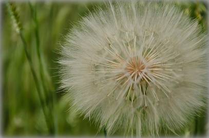 Fotografia da espécie Tragopogon dubius