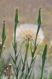 Fotografia da espécie Tragopogon dubius