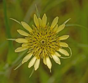 Fotografia da espécie Tragopogon dubius