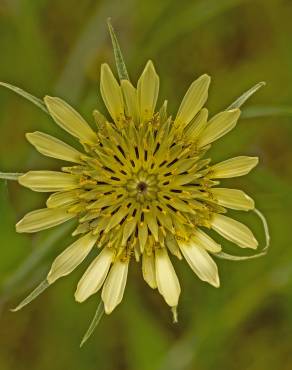 Fotografia 7 da espécie Tragopogon dubius no Jardim Botânico UTAD