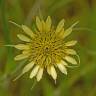 Fotografia 7 da espécie Tragopogon dubius do Jardim Botânico UTAD