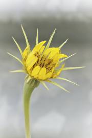 Fotografia da espécie Tragopogon dubius