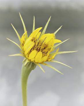 Fotografia 8 da espécie Tragopogon dubius no Jardim Botânico UTAD