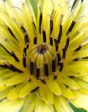 Fotografia 9 da espécie Tragopogon dubius no Jardim Botânico UTAD