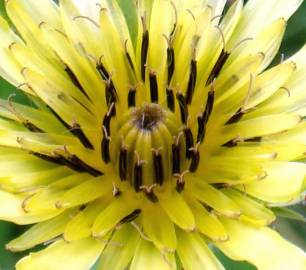 Fotografia da espécie Tragopogon dubius