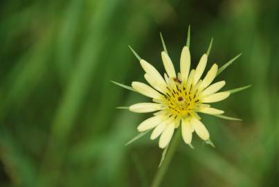 Fotografia da espécie Tragopogon dubius