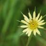 Fotografia 10 da espécie Tragopogon dubius do Jardim Botânico UTAD