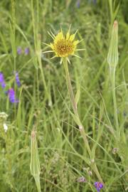 Fotografia da espécie Tragopogon dubius