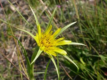 Fotografia da espécie Tragopogon dubius