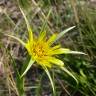 Fotografia 12 da espécie Tragopogon dubius do Jardim Botânico UTAD