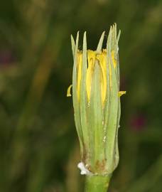 Fotografia da espécie Tragopogon dubius