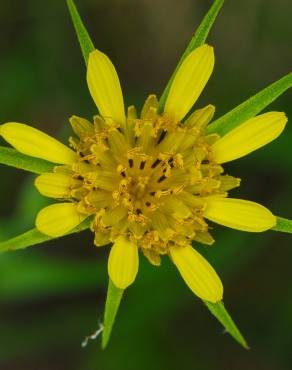 Fotografia 14 da espécie Tragopogon dubius no Jardim Botânico UTAD