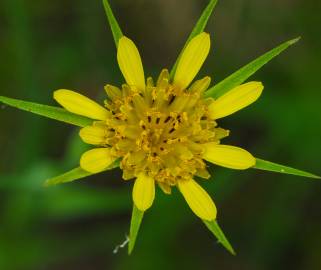 Fotografia da espécie Tragopogon dubius