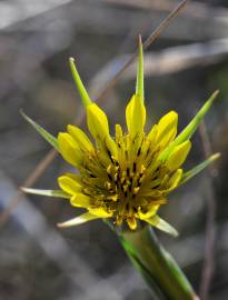 Fotografia da espécie Tragopogon dubius