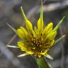 Fotografia 15 da espécie Tragopogon dubius do Jardim Botânico UTAD