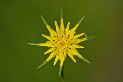 Fotografia da espécie Tragopogon dubius