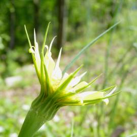 Fotografia da espécie Tragopogon dubius