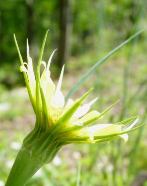 Fotografia 17 da espécie Tragopogon dubius no Jardim Botânico UTAD